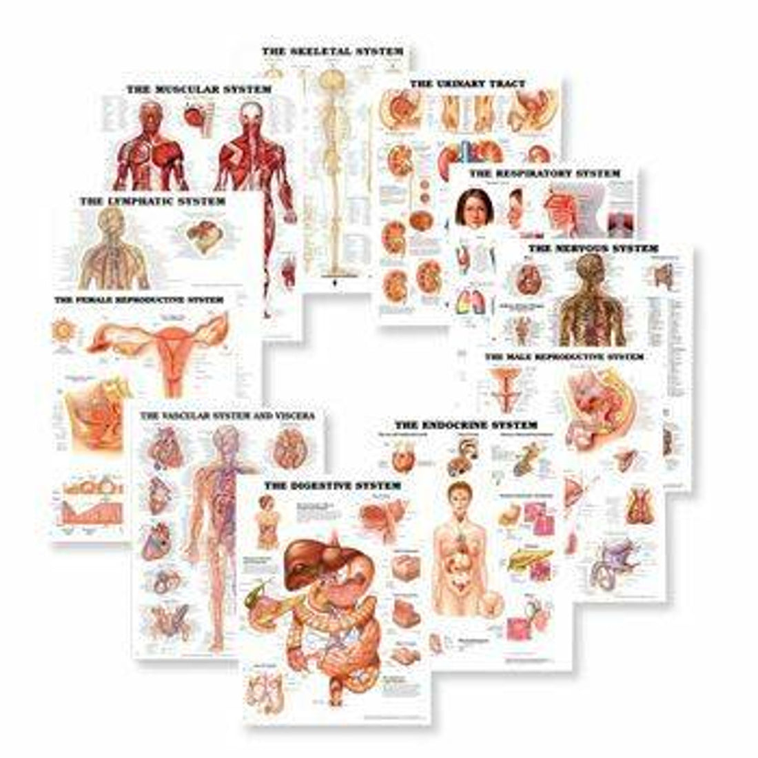 Set de Gráficos Anatómicos de los Sistemas del Cuerpo Humano